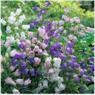 Neysastore Cup & Saucer- Mixed colors- 100 Seeds