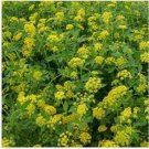 Neysastore Zizia-Aurea Golden- 50 Seeds