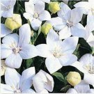 Neysastore Balloon Flower- White- 25 Seeds
