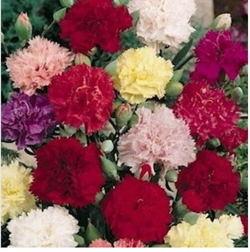 Neysastore Carnation- Chabaud mix- 50 Seeds