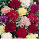 Neysastore Carnation- Chabaud mix- 50 Seeds