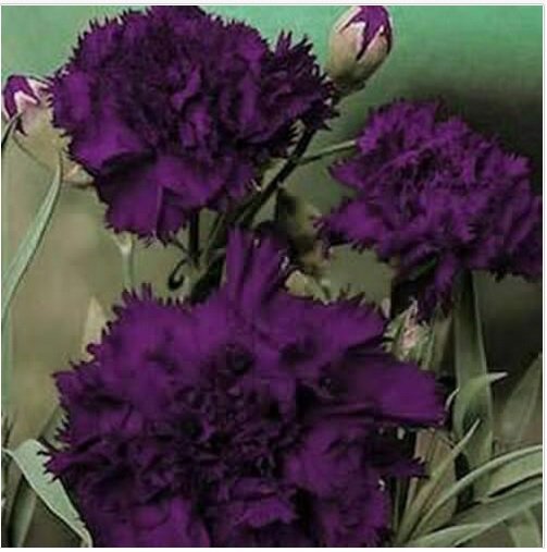 Neysastore Carnation- Black- 50 Seeds