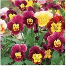 Neysastore Viola- Bambini- 50 Seeds