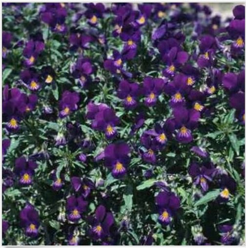 Neyastore Viola- King Henry- 50 Seeds