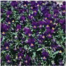 Neyastore Viola- King Henry- 50 Seeds