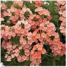 Neysastore Verbena- Apricot- 50 Seeds