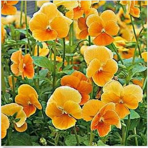 Neysastore Viola- Chantreyland- 50 See
