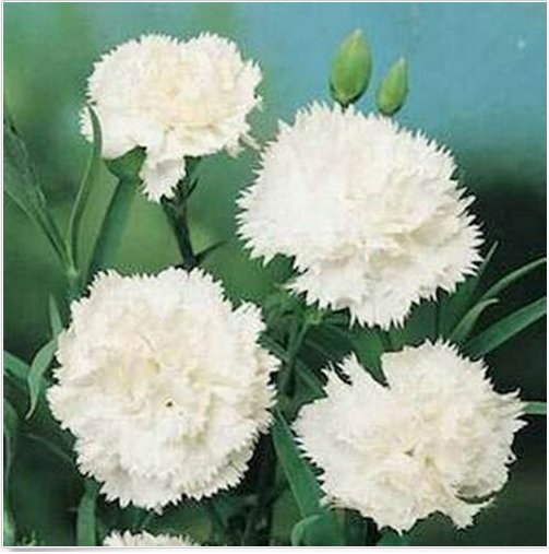 Neysastore Carnation- White- 50 Seeds