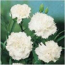 Neysastore Carnation- White- 50 Seeds