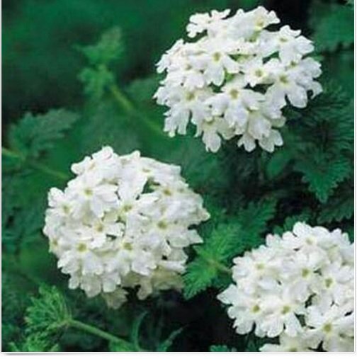 Neysastore Verbena- White- 50 Seeds