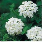 Neysastore Verbena- White- 50 Seeds