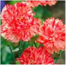 Neysastore Carnation- Orange- 50 Seeds