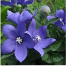 Neysastore Balloon Flower- Blue- 25 Seeds
