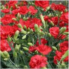 Neysastore Carnation- Scarlet- 50 Seeds