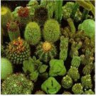 Neysastore Cactus Mix- 25 Seeds
