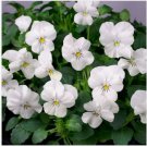 Neysastore Viola- White Perfection- 50 See
