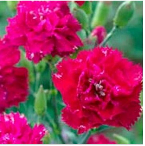 Neysastore Carnation- Magenta- 50 Seeds