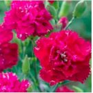 Neysastore Carnation- Magenta- 50 Seeds