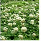 Neysastore Clover- White Dutch- 500 Seeds