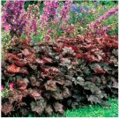 Neysastore Coral Bells- Palace Purple- 50 Seeds