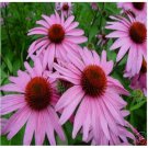 Neysastore Coneflower- Purple- 200 Seeds