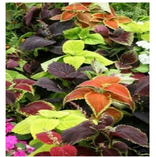 Neysastore Coleus- Rainbow Mix- 50 Seeds
