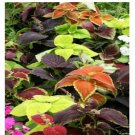Neysastore Coleus- Rainbow Mix- 50 Seeds