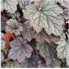 Neysastore Coral Bells- Americana- 50 Seeds