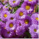 Neysastore Erigeron- Azure Fairy- 50 Seeds