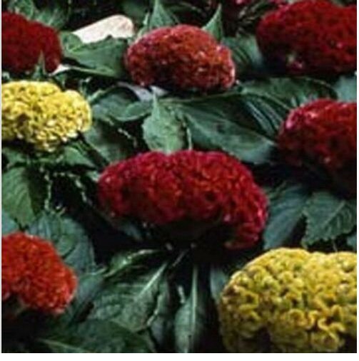 Neysastore Cockscomb- Mixed colors- 25 Seeds