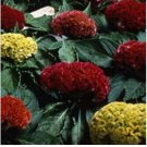 Neysastore Cockscomb- Mixed colors- 25 Seeds