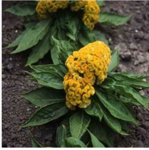 Neysastore Cockscomb- Yellow- 25 Seeds
