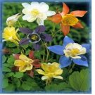 Neysastore Columbine- McKana's Mix- 50 Seeds