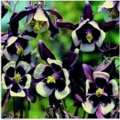 Neysastore Columbine- William Guiness- 50 Seeds