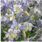 Neysastore Columbine- Blue Star - 50 Seeds
