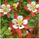Neysastore Columbine- Crimson Star - 50 Seeds