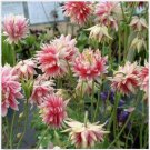 Neysastore Columbine- Nora Barlow - 50 Seeds