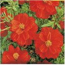 Neysastore Cosmos- Sulphur Red - 50 Seeds