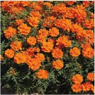 Neysastore Cosmos- Sulphur Orange - 100 Seeds