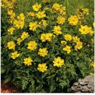 Neysastore Cosmos- Sulphur Yellow - 100 Seeds