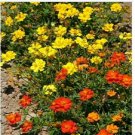 Neysastore Cosmos- Sulphur Mix - 100 Seeds