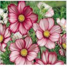 Neysastore Cosmos- Candy Stripe Mix - 100 Seeds