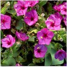 Neysastore Four O'clock- Pink- 50 Seeds