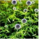 Neysastore Globe Thistle- White- 25 Seeds