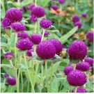 Neysastore Gomphrena- Purple- 50 Seeds