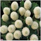 Neysastore Gomphrena- White- 50 Seeds