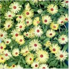 Neysastore Ice Plant- Livingston Daisy- Yellow- 100 Seeds