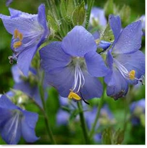 Neysastore Jacob's Ladder- Blue - 50 Seeds