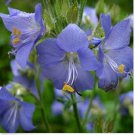 Neysastore Jacob's Ladder- Blue - 50 Seeds