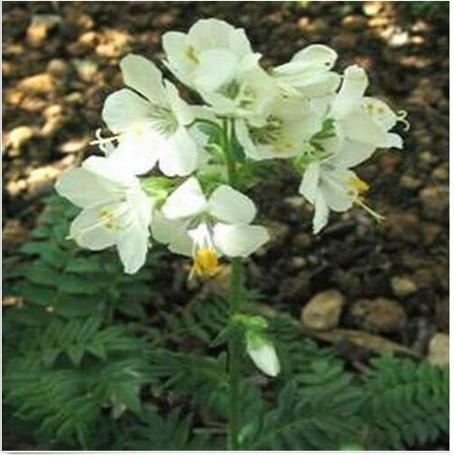 Neysastore Jacob's Ladder- White - 50 Seeds